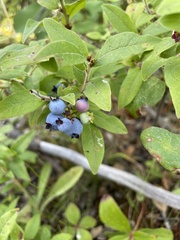 Vaccinium myrtilloides