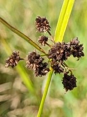 Scirpus atrovirens