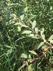 Salix sitchensis