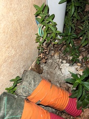 Bufo spinosus