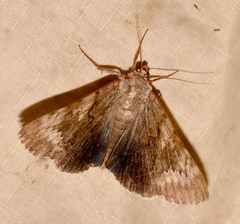 Catocala epione