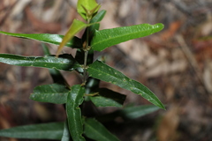 Podolobium ilicifolium