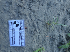 Callipepla californica