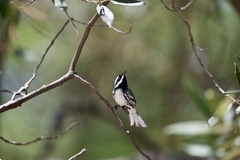 Setophaga nigrescens