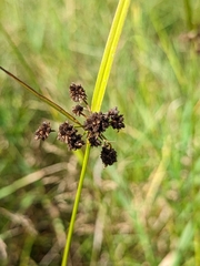 Scirpus atrovirens