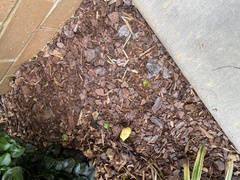 Leucocoprinus birnbaumii