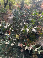 Ruscus aculeatus