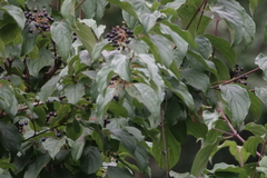 Cornus sanguinea