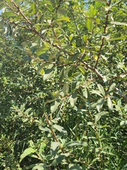 Salix sitchensis