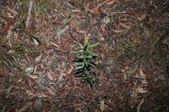 Podolobium ilicifolium