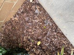 Leucocoprinus birnbaumii