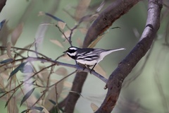 Setophaga nigrescens