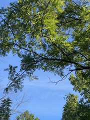Juglans nigra