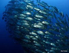 Caranx sexfasciatus