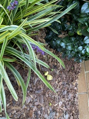 Leucocoprinus birnbaumii