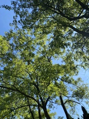 Juglans nigra