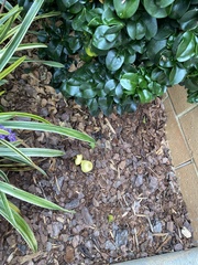 Leucocoprinus birnbaumii