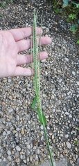 Digitaria sanguinalis