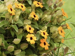 Thunbergia alata