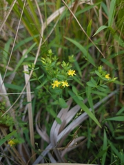 Hypericum boreale