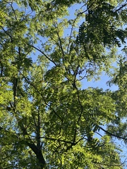 Juglans nigra