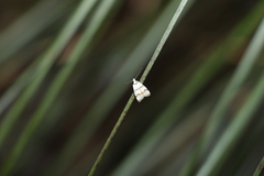 Chezala brachypepla