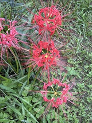 Lycoris radiata