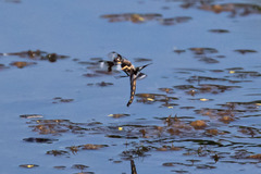 Libellula forensis