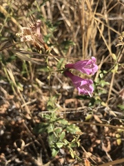Penstemon richardsonii