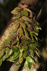 Codonanthopsis crassifolia