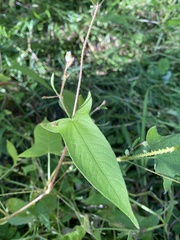 Persicaria arifolia