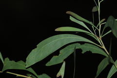 Acacia falcata