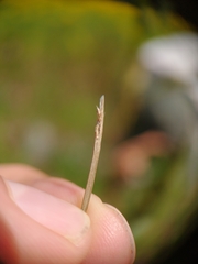 Eleocharis robbinsii