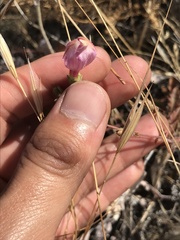 Penstemon richardsonii