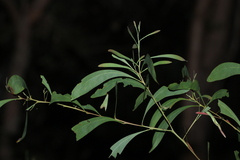 Acacia falcata