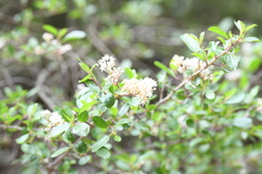 Ceanothus buxifolius