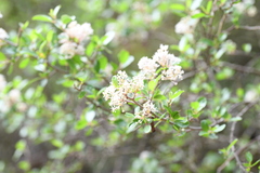 Ceanothus buxifolius