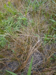 Eleocharis robbinsii