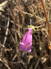 Penstemon richardsonii