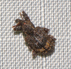 Conotrachelus elegans