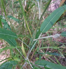 Astrotricha latifolia
