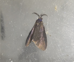 Cryptothelea gloverii