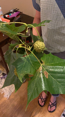 Platanus