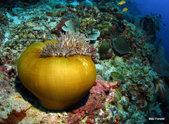 Heteractis magnifica