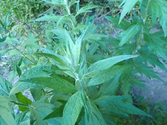 Artemisia douglasiana