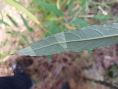 Astrotricha latifolia