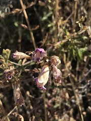 Penstemon richardsonii