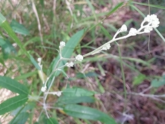 Astrotricha latifolia