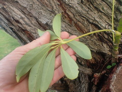 Heptapleurum arboricola