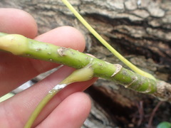 Heptapleurum arboricola